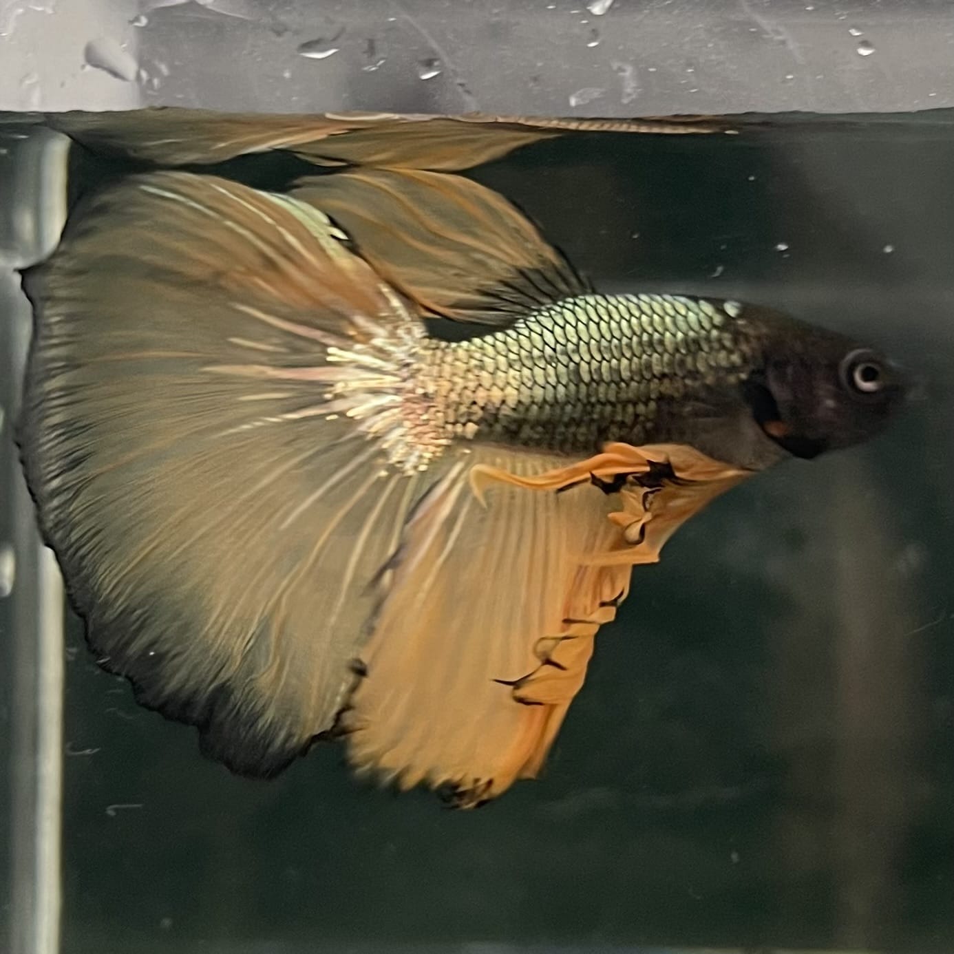 the-fish-farm Male Betta Male Betta - One Only - 8 Choose your favourite Male Betta from The Fish Farm Australia