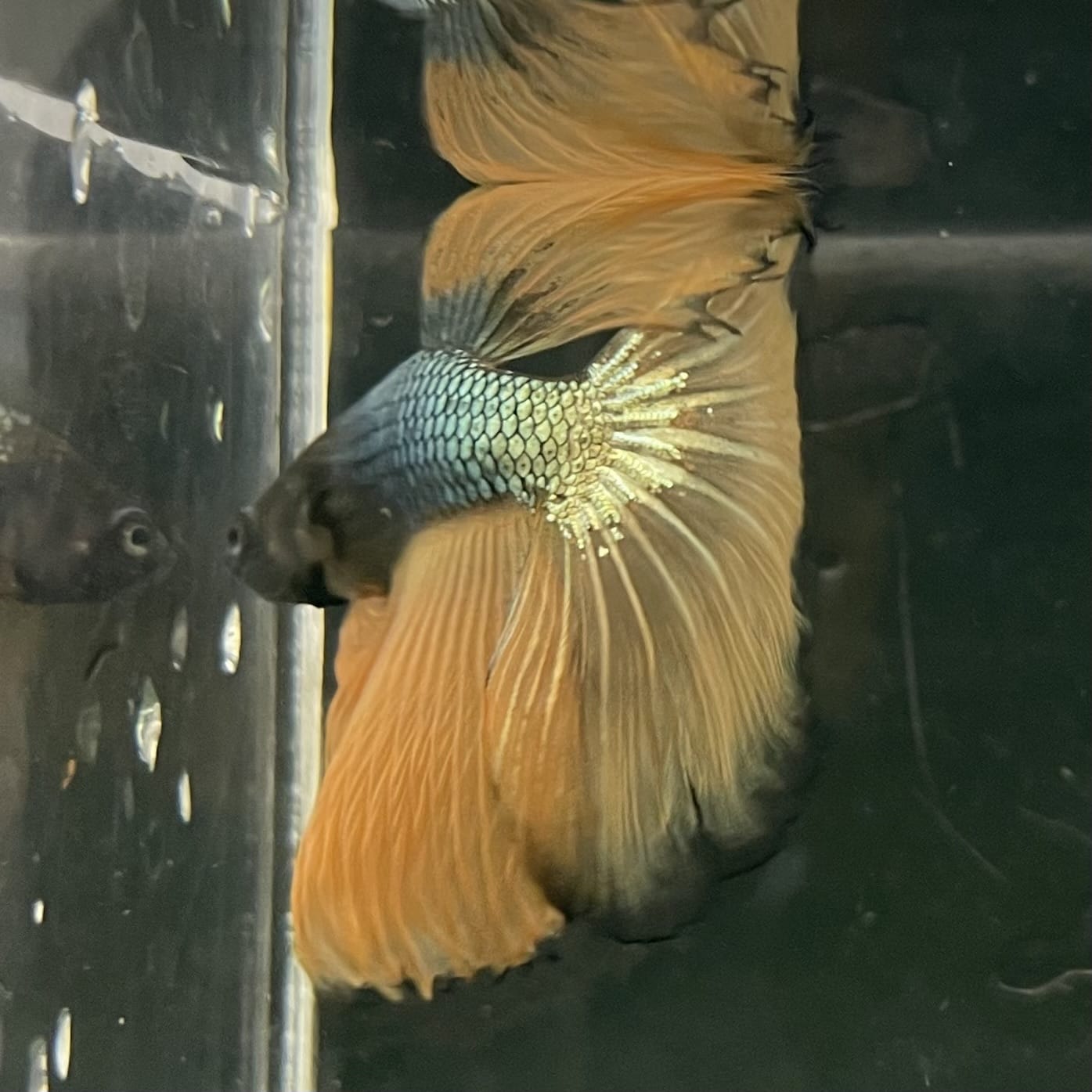 the-fish-farm Male Betta Male Betta - One Only - 8 Choose your favourite Male Betta from The Fish Farm Australia