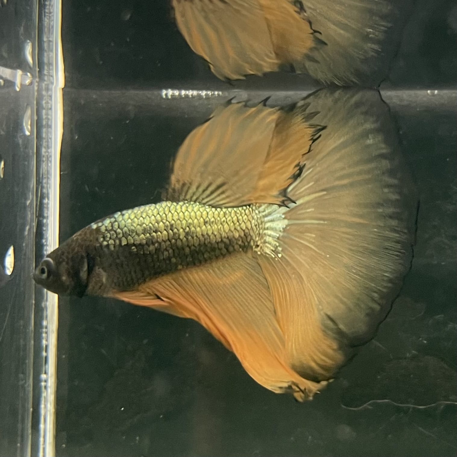 the-fish-farm Male Betta Male Betta - One Only - 8 Choose your favourite Male Betta from The Fish Farm Australia