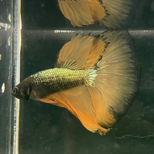 the-fish-farm Male Betta Male Betta - One Only - 8 Choose your favourite Male Betta from The Fish Farm Australia