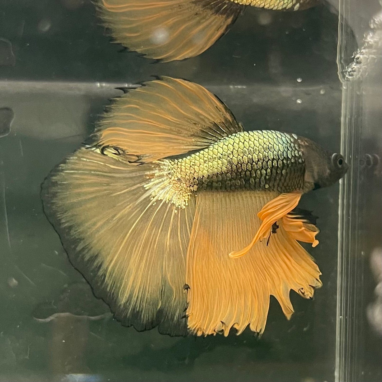 the-fish-farm Male Betta Male Betta - One Only - 8 Choose your favourite Male Betta from The Fish Farm Australia