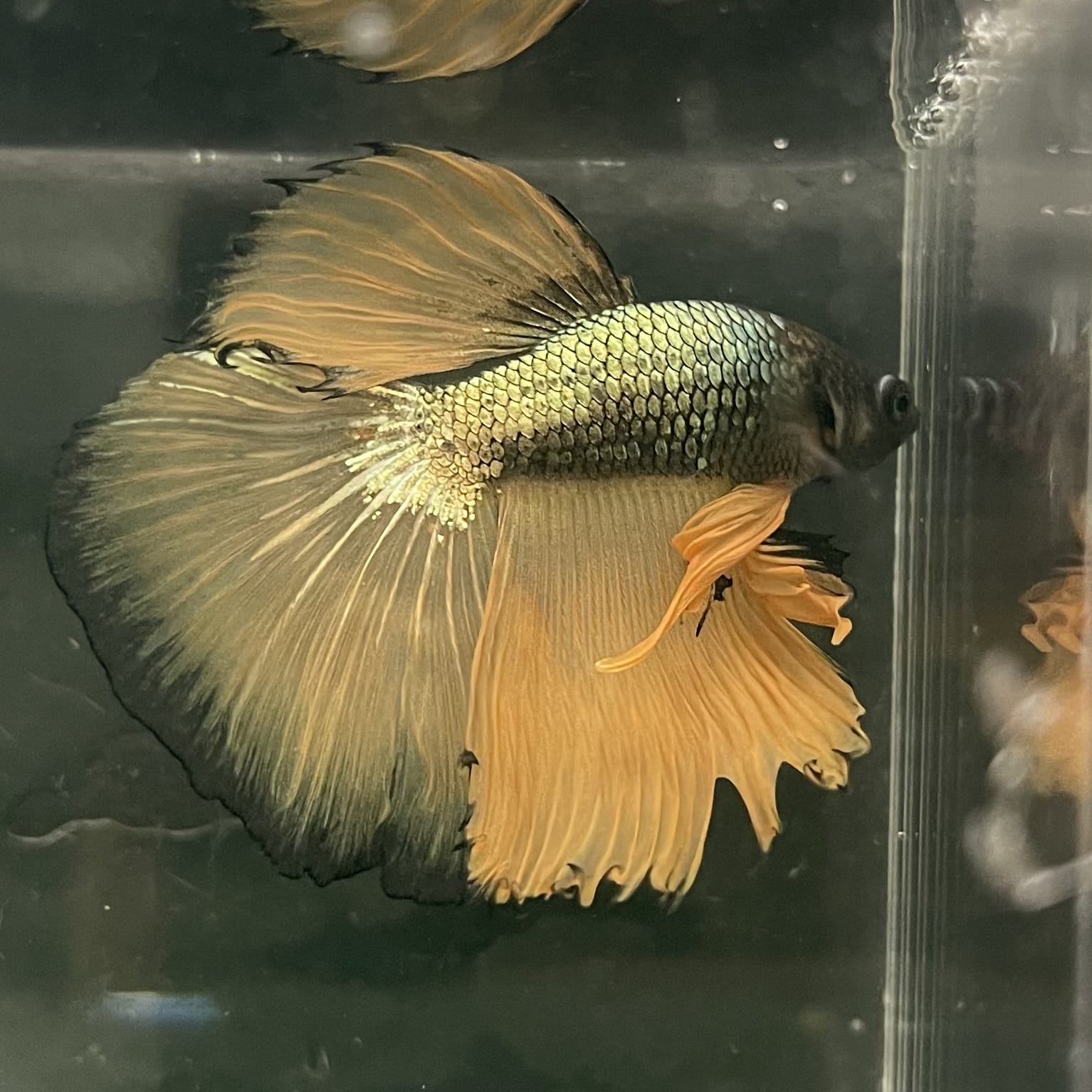 the-fish-farm Male Betta Male Betta - One Only - 8 Choose your favourite Male Betta from The Fish Farm Australia