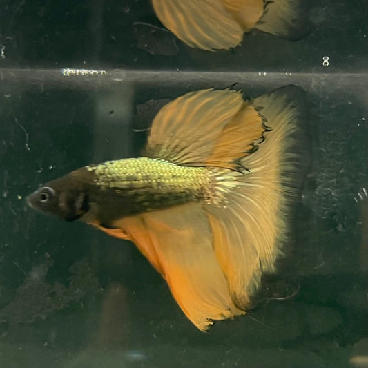 the-fish-farm Male Betta Male Betta - One Only - 8 Choose your favourite Male Betta from The Fish Farm Australia
