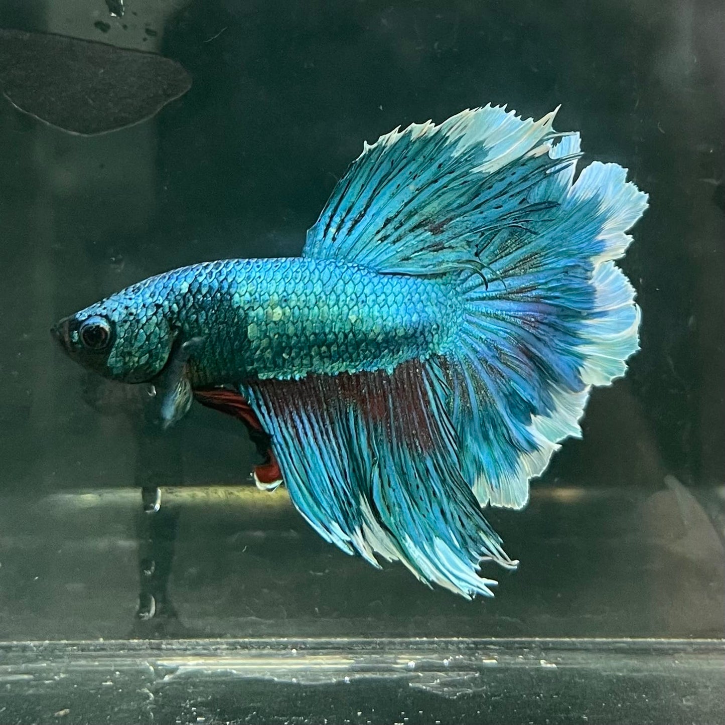 the-fish-farm Male Betta Male Betta - One Only - 8 Choose your favourite Male Betta from The Fish Farm Australia