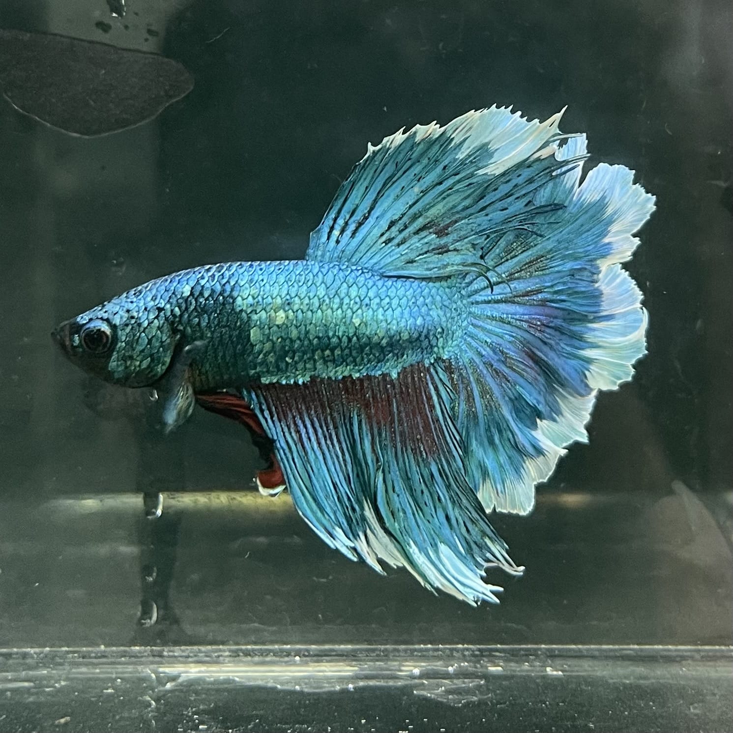 the-fish-farm Male Betta Male Betta - One Only - 8 Choose your favourite Male Betta from The Fish Farm Australia