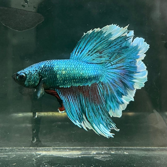 the-fish-farm Male Betta Male Betta - One Only - 8 Choose your favourite Male Betta from The Fish Farm Australia