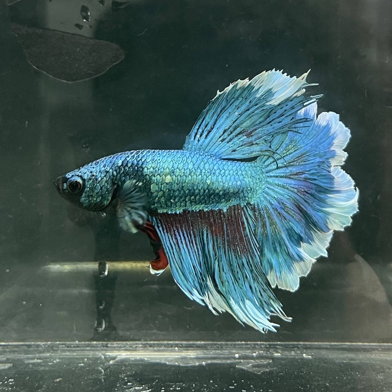 the-fish-farm Male Betta Male Betta - One Only - 8 Choose your favourite Male Betta from The Fish Farm Australia