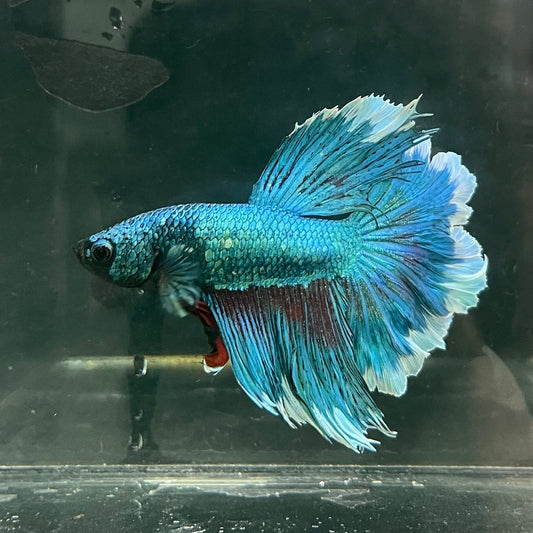 the-fish-farm Male Betta Male Betta - One Only - 8 Choose your favourite Male Betta from The Fish Farm Australia
