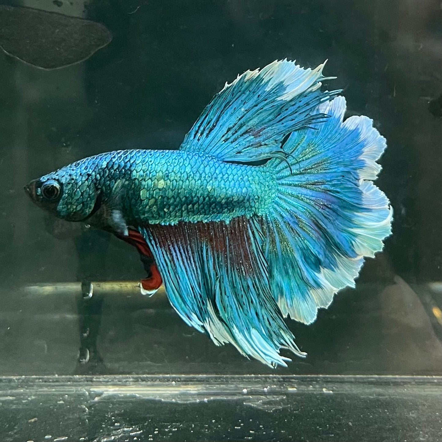 the-fish-farm Male Betta Male Betta - One Only - 8 Choose your favourite Male Betta from The Fish Farm Australia