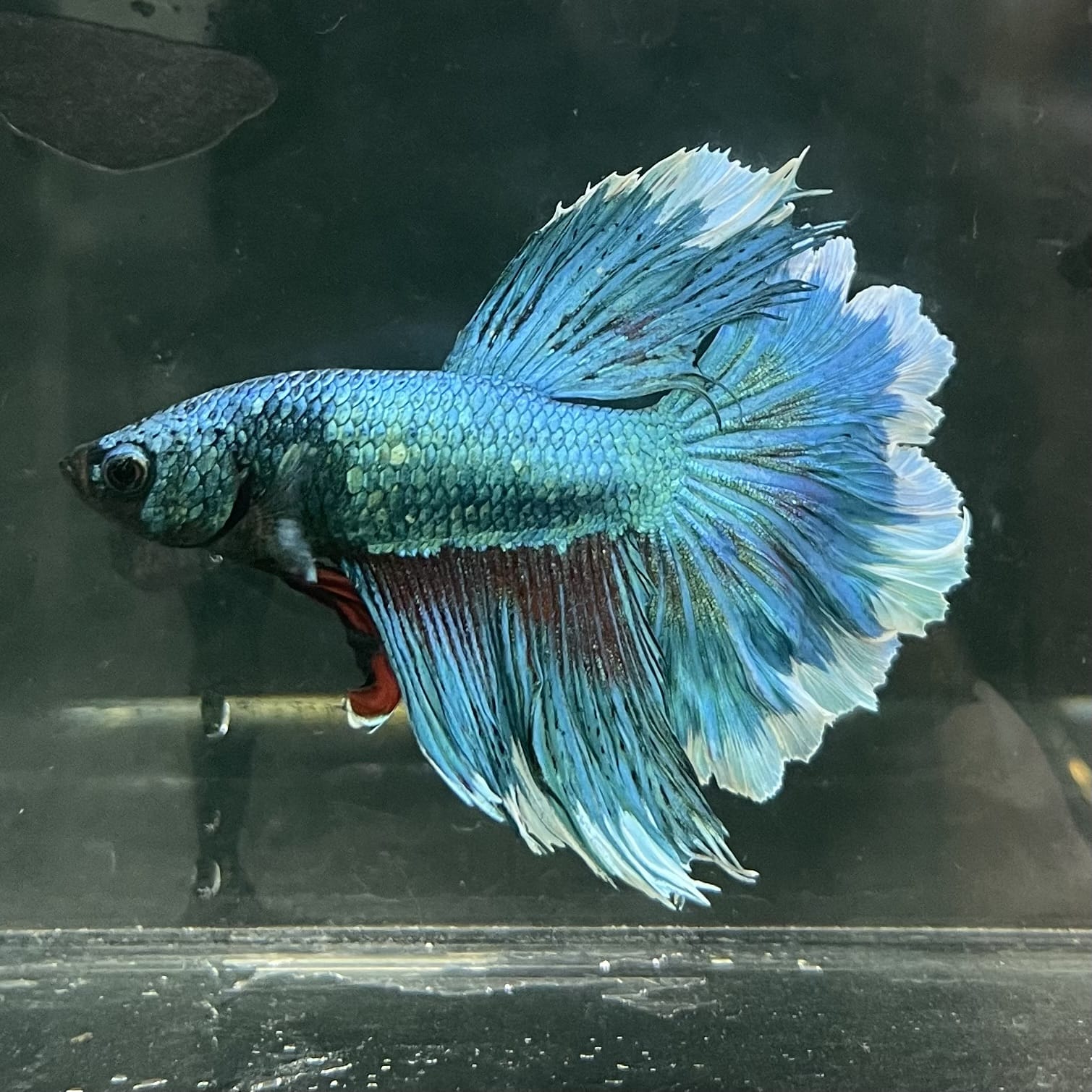 the-fish-farm Male Betta Male Betta - One Only - 8 Choose your favourite Male Betta from The Fish Farm Australia