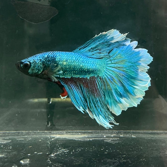 the-fish-farm Male Betta Male Betta - One Only - 8 Choose your favourite Male Betta from The Fish Farm Australia