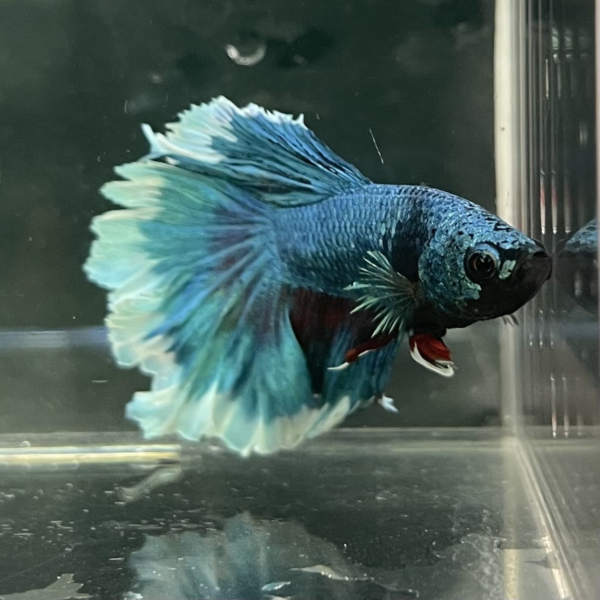 the-fish-farm Male Betta Male Betta - One Only - 8 Choose your favourite Male Betta from The Fish Farm Australia
