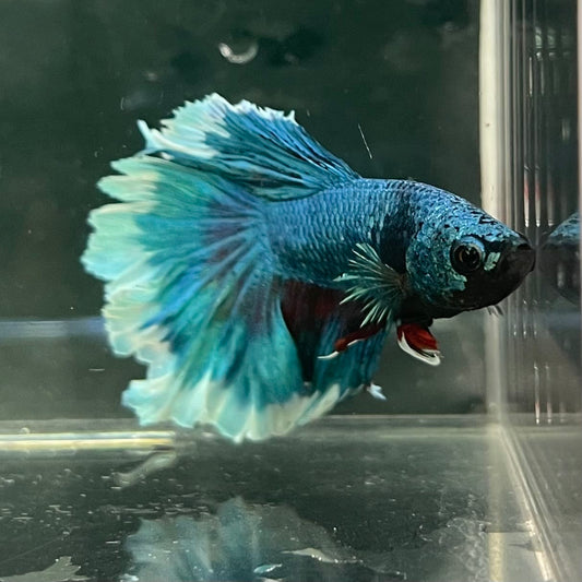 the-fish-farm Male Betta Male Betta - One Only - 8 Choose your favourite Male Betta from The Fish Farm Australia