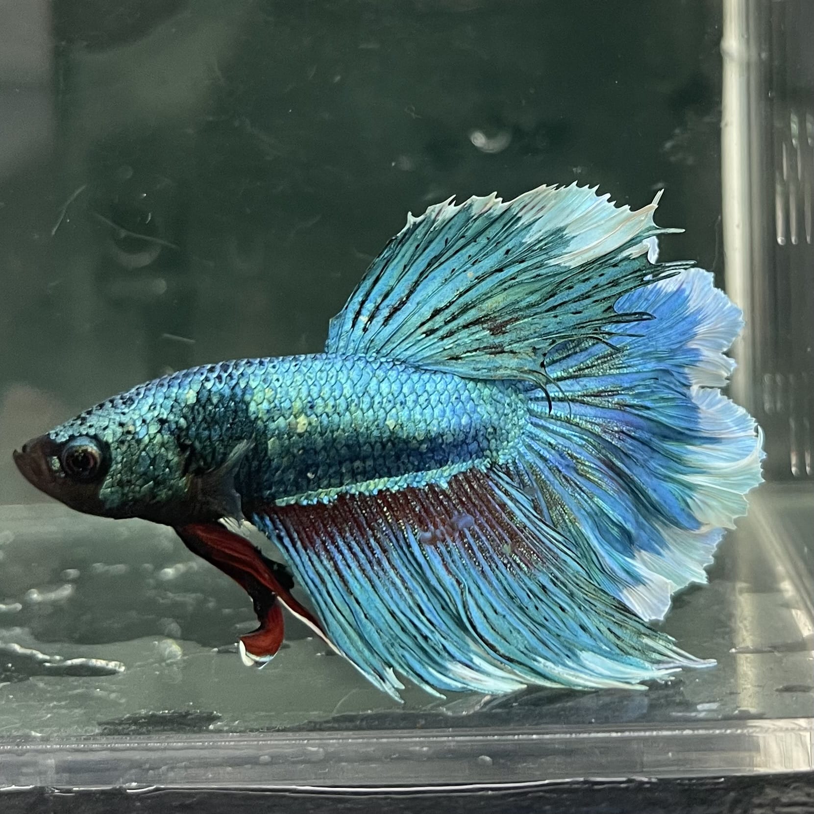 the-fish-farm Male Betta Male Betta - One Only - 8 Choose your favourite Male Betta from The Fish Farm Australia