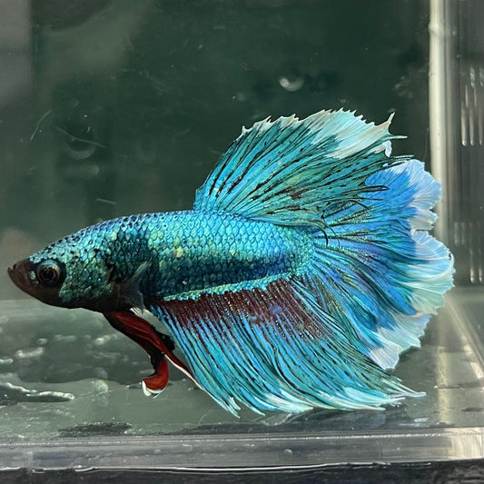 the-fish-farm Male Betta Male Betta - One Only - 8 Choose your favourite Male Betta from The Fish Farm Australia