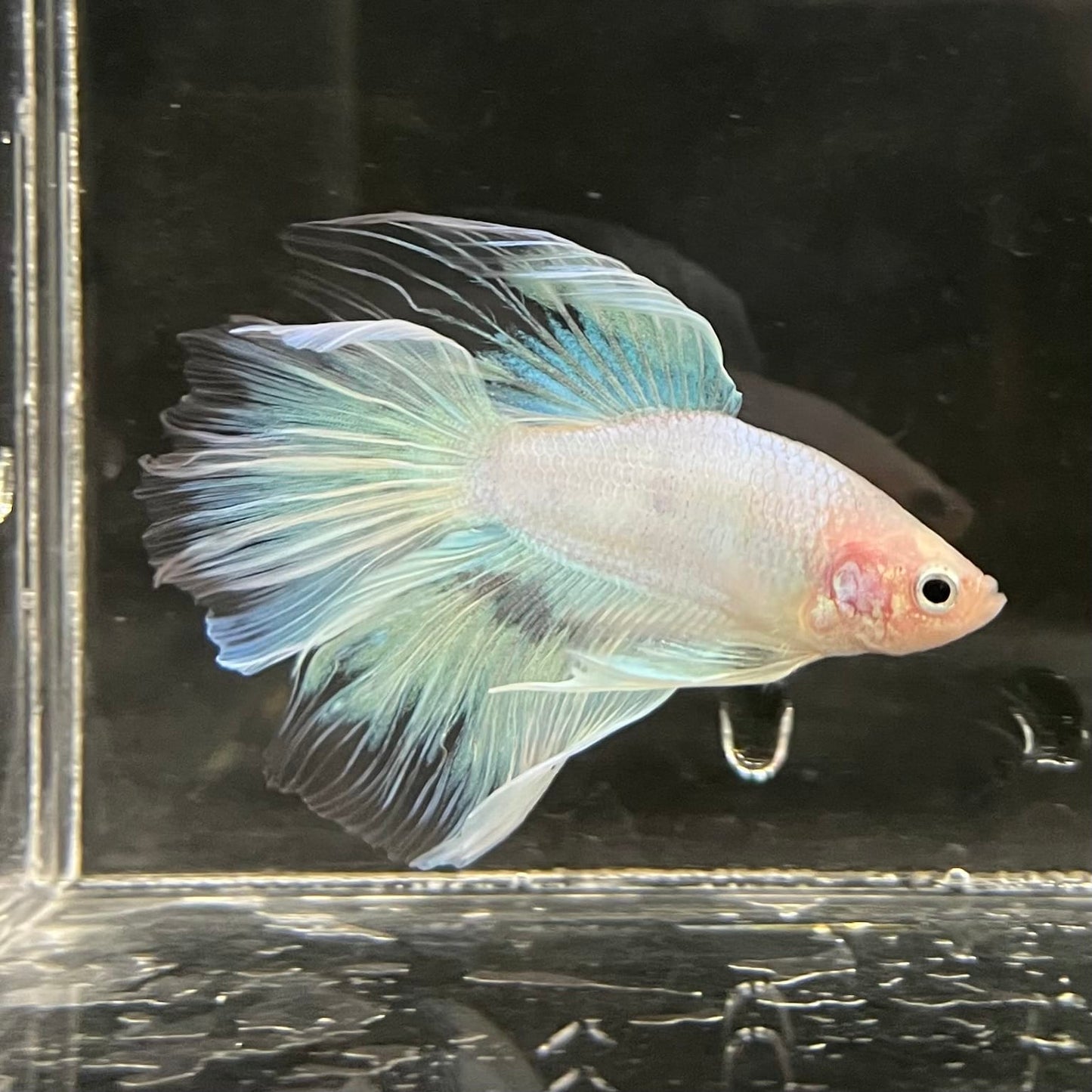 the-fish-farm Male Betta Male Betta - One Only - 8 Choose your favourite Male Betta from The Fish Farm Australia