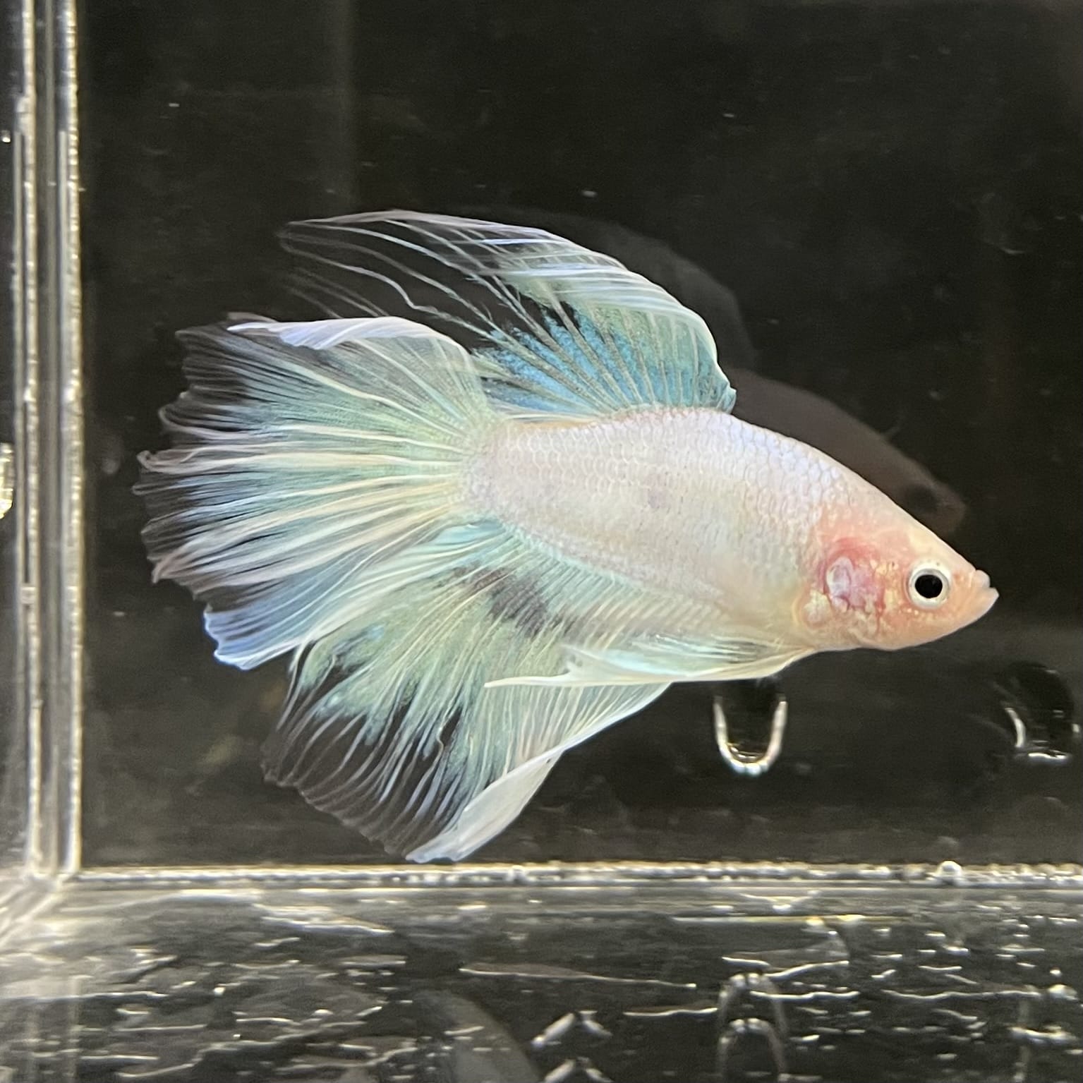 the-fish-farm Male Betta Male Betta - One Only - 8 Choose your favourite Male Betta from The Fish Farm Australia
