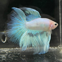 the-fish-farm Male Betta Male Betta - One Only - 8 Choose your favourite Male Betta from The Fish Farm Australia