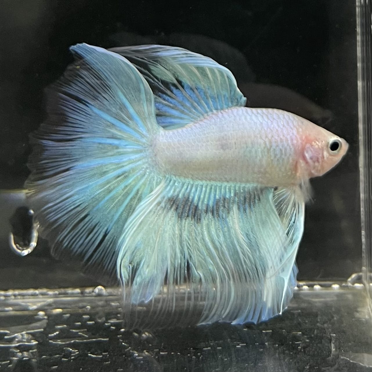 the-fish-farm Male Betta Male Betta - One Only - 8 Choose your favourite Male Betta from The Fish Farm Australia