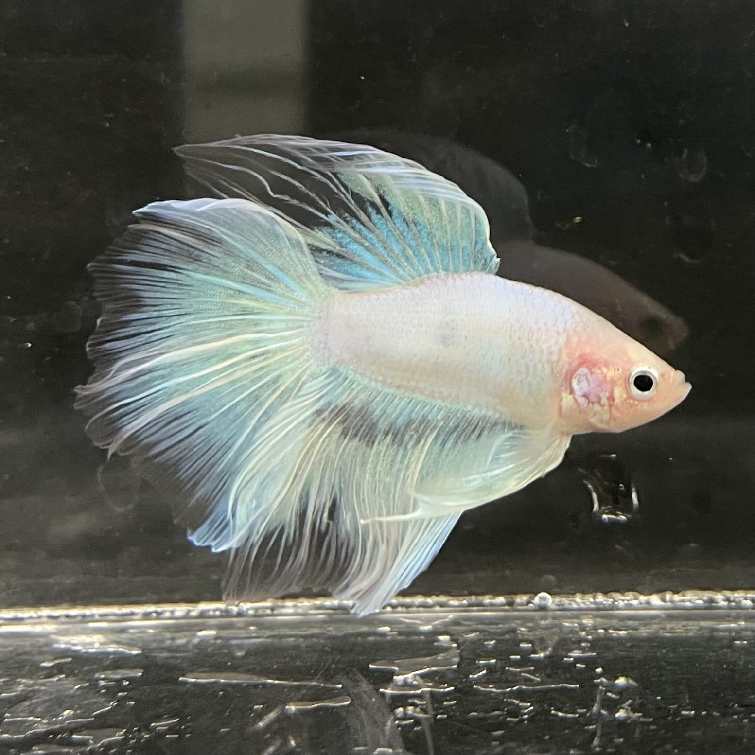 the-fish-farm Male Betta Male Betta - One Only - 8 Choose your favourite Male Betta from The Fish Farm Australia