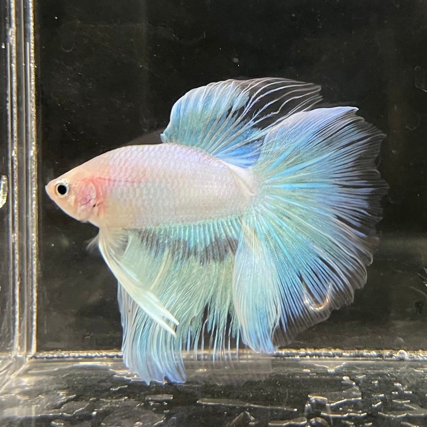 the-fish-farm Male Betta Male Betta - One Only - 8 Choose your favourite Male Betta from The Fish Farm Australia