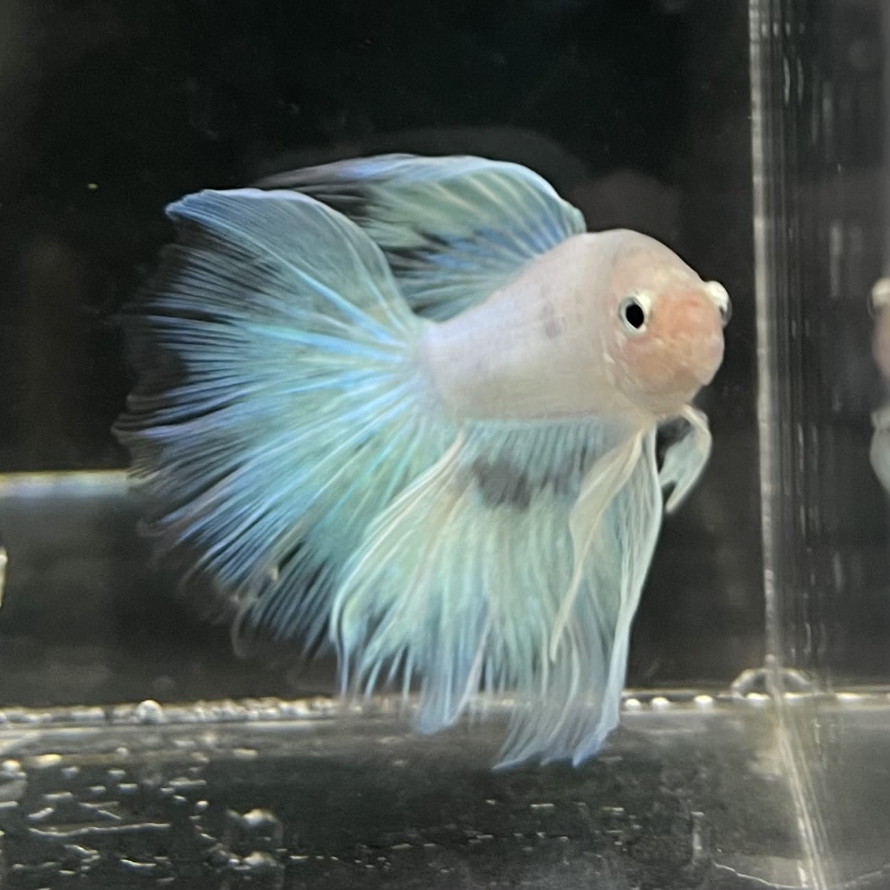 the-fish-farm Male Betta Male Betta - One Only - 8 Choose your favourite Male Betta from The Fish Farm Australia