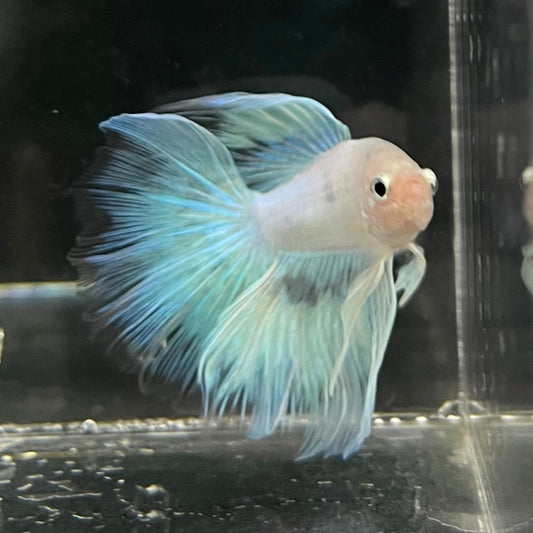 the-fish-farm Male Betta Male Betta - One Only - 8 Choose your favourite Male Betta from The Fish Farm Australia