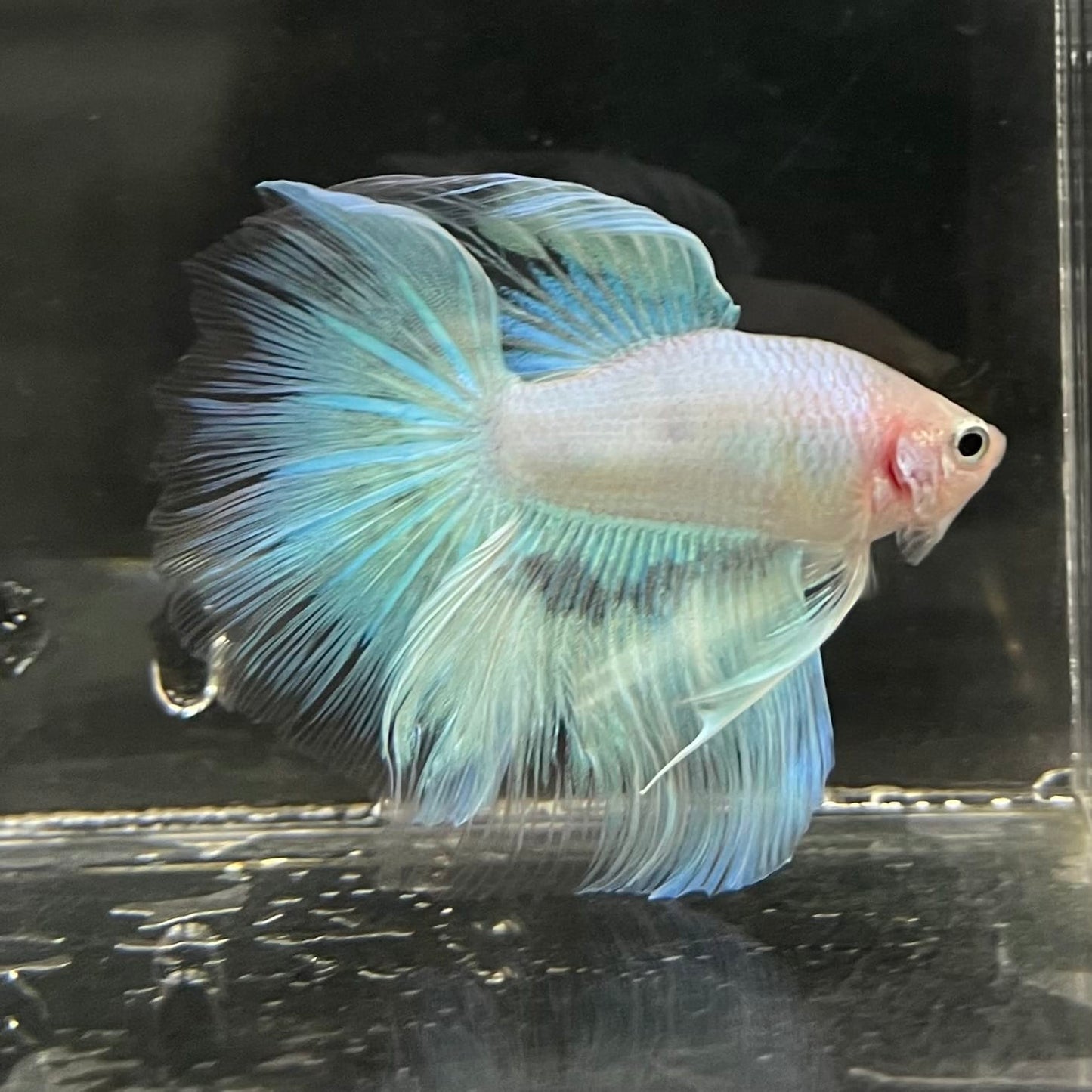 the-fish-farm Male Betta Male Betta - One Only - 8 Choose your favourite Male Betta from The Fish Farm Australia