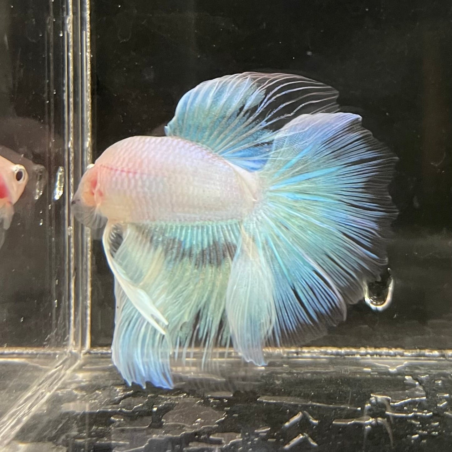 the-fish-farm Male Betta Male Betta - One Only - 8 Choose your favourite Male Betta from The Fish Farm Australia