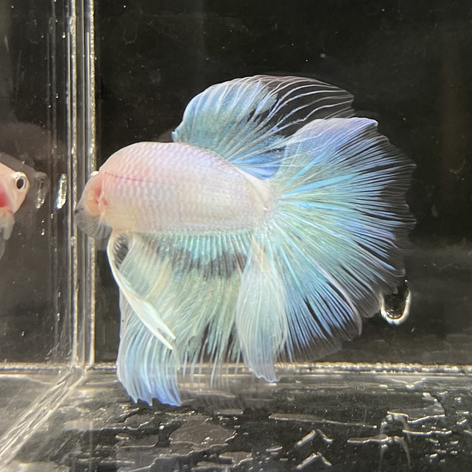 the-fish-farm Male Betta Male Betta - One Only - 8 Choose your favourite Male Betta from The Fish Farm Australia