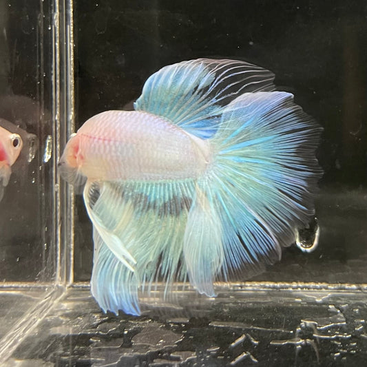 the-fish-farm Male Betta Male Betta - One Only - 8 Choose your favourite Male Betta from The Fish Farm Australia