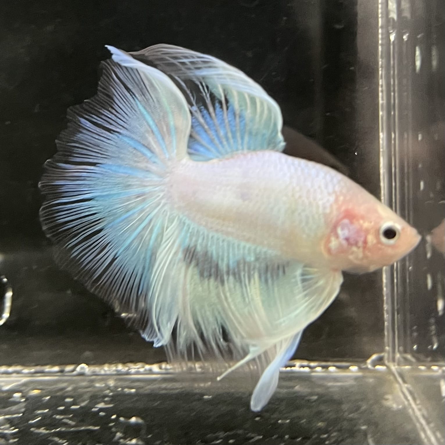 the-fish-farm Male Betta Male Betta - One Only - 8 Choose your favourite Male Betta from The Fish Farm Australia