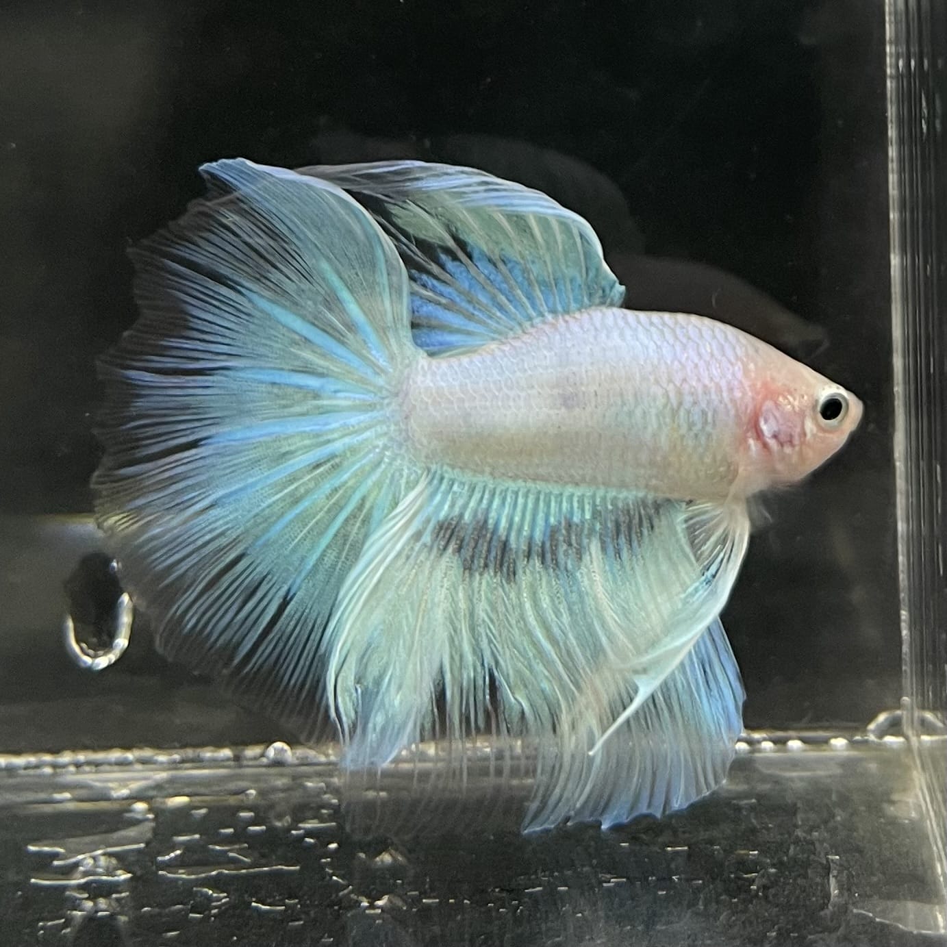 the-fish-farm Male Betta Male Betta - One Only - 8 Choose your favourite Male Betta from The Fish Farm Australia