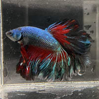 the-fish-farm Male Betta Male Betta - One Only - 8 Choose your favourite Male Betta from The Fish Farm Australia