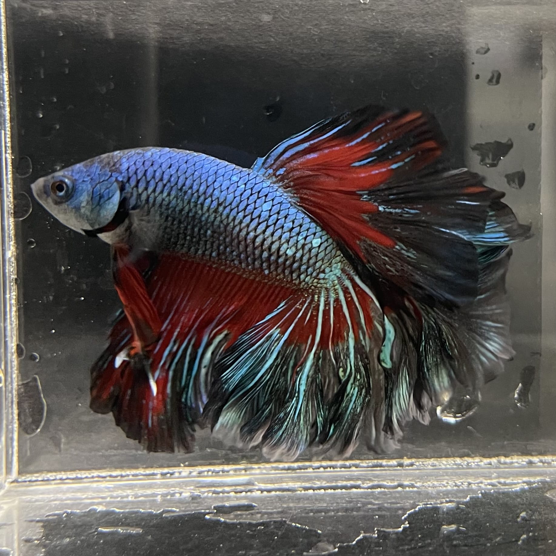 the-fish-farm Male Betta Male Betta - One Only - 8 Choose your favourite Male Betta from The Fish Farm Australia