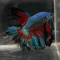 the-fish-farm Male Betta Male Betta - One Only - 8 Choose your favourite Male Betta from The Fish Farm Australia
