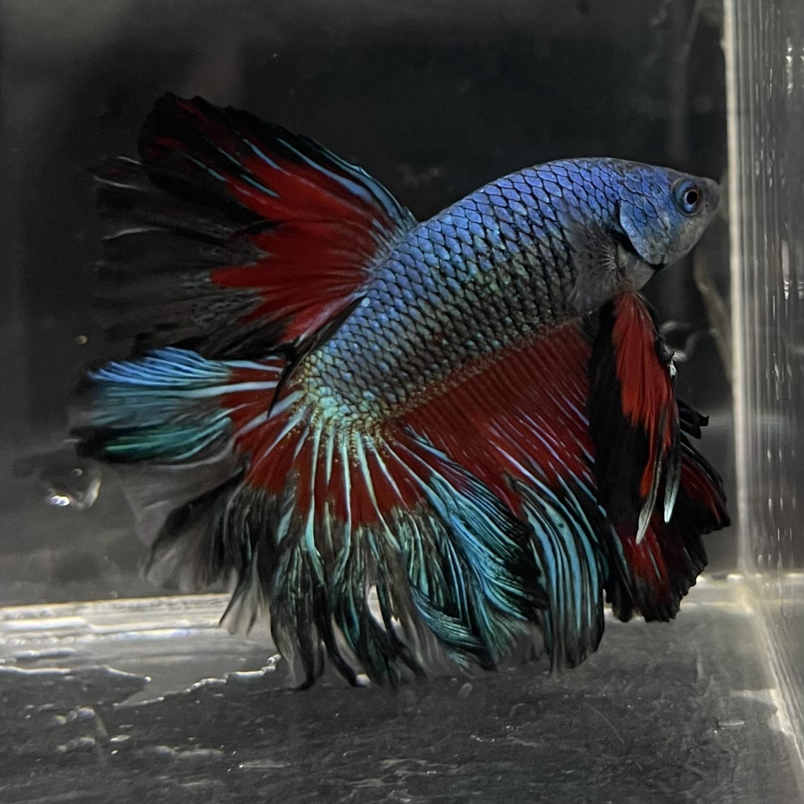 the-fish-farm Male Betta Male Betta - One Only - 8 Choose your favourite Male Betta from The Fish Farm Australia