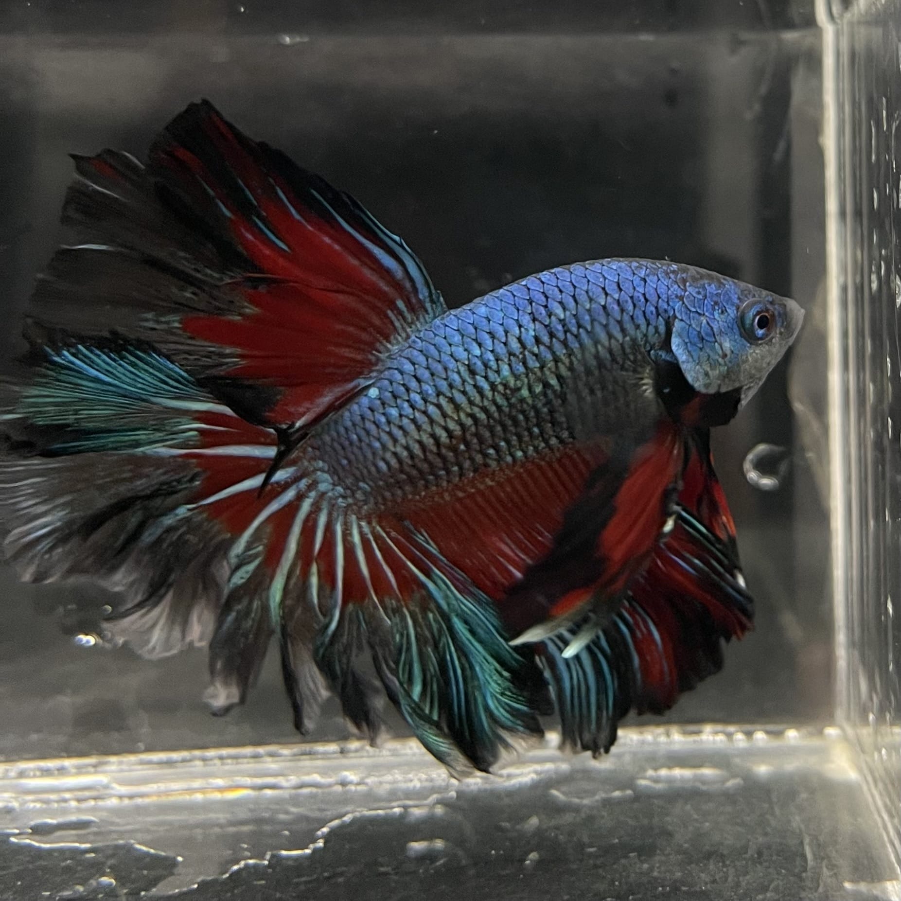 the-fish-farm Male Betta Male Betta - One Only - 8 Choose your favourite Male Betta from The Fish Farm Australia