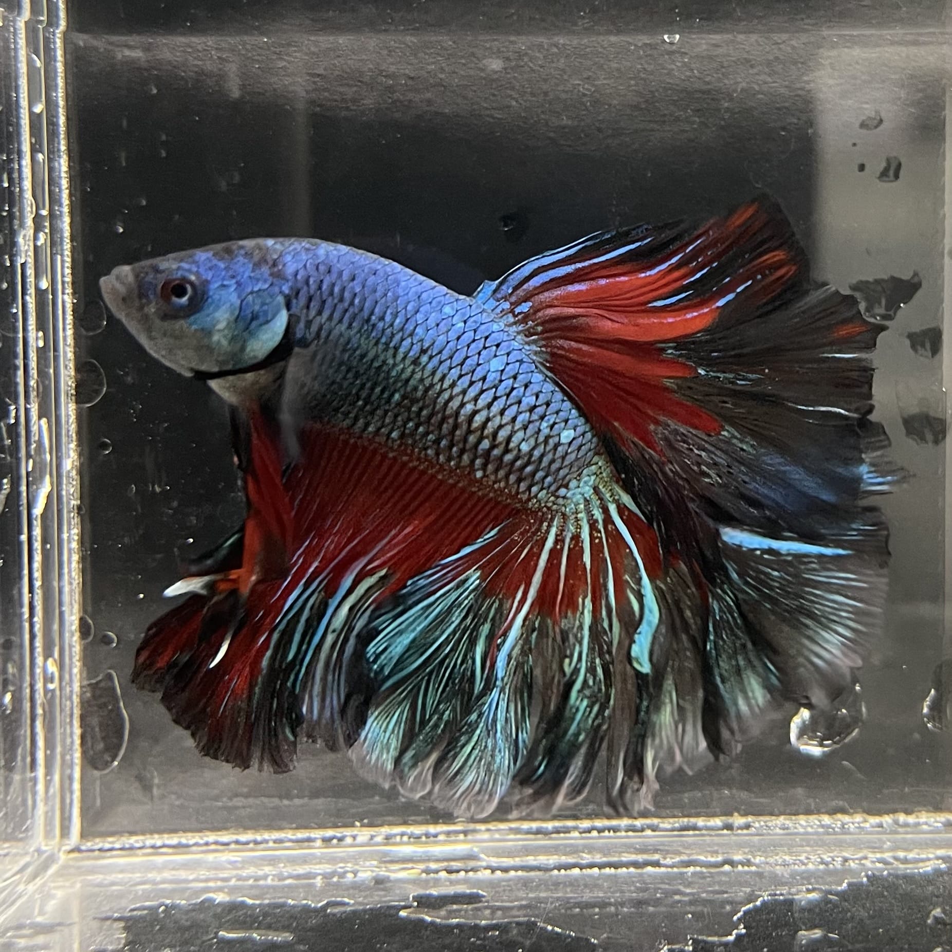 the-fish-farm Male Betta Male Betta - One Only - 8 Choose your favourite Male Betta from The Fish Farm Australia