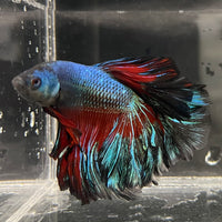 the-fish-farm Male Betta Male Betta - One Only - 8 Choose your favourite Male Betta from The Fish Farm Australia