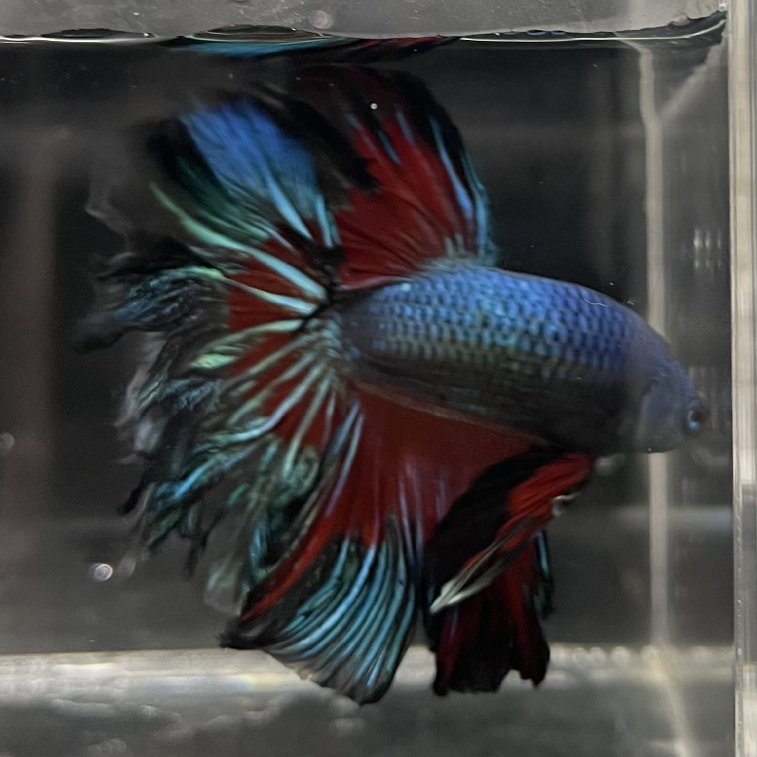 the-fish-farm Male Betta Male Betta - One Only - 8 Choose your favourite Male Betta from The Fish Farm Australia