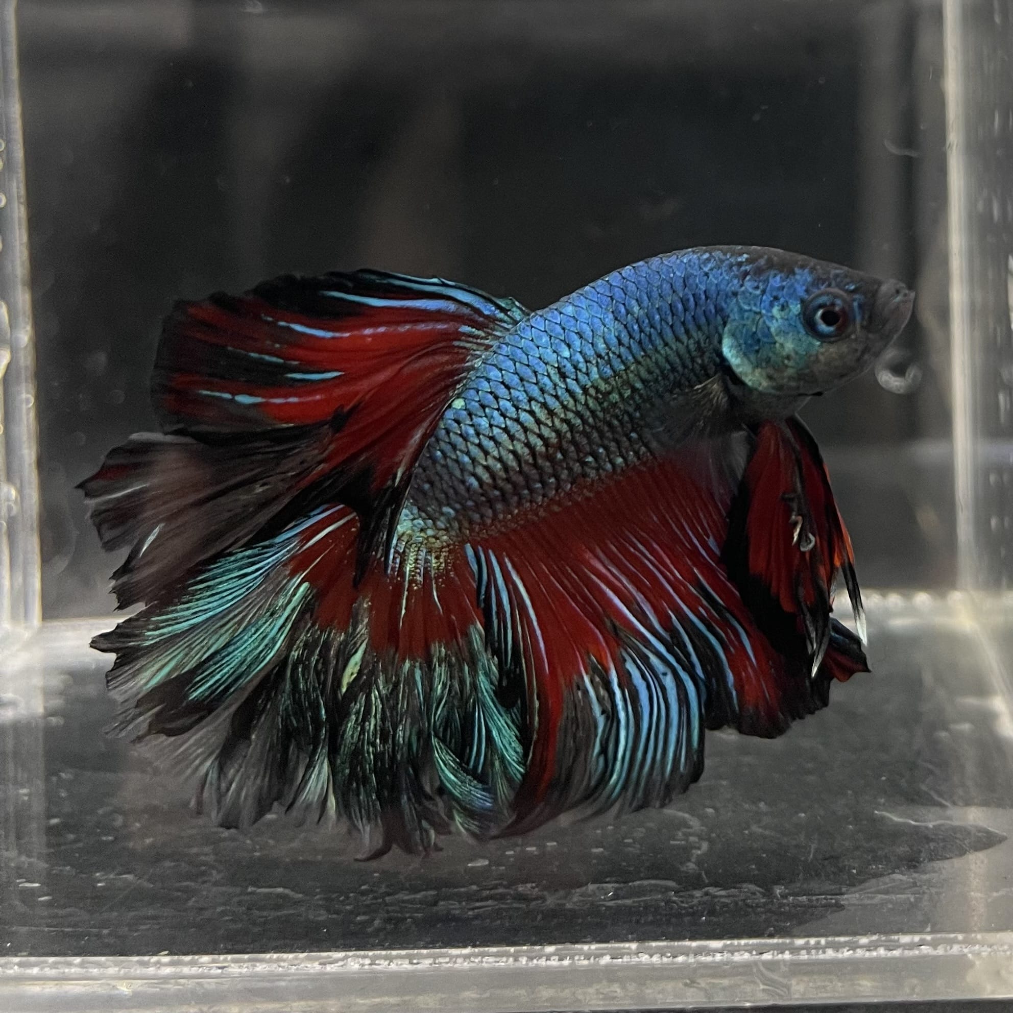 the-fish-farm Male Betta Male Betta - One Only - 8 Choose your favourite Male Betta from The Fish Farm Australia