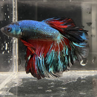 the-fish-farm Male Betta Male Betta - One Only - 8 Choose your favourite Male Betta from The Fish Farm Australia