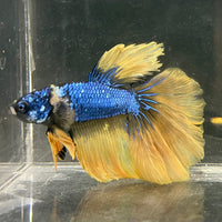the-fish-farm Male Betta Male Betta - One Only - 8 Choose your favourite Male Betta from The Fish Farm Australia