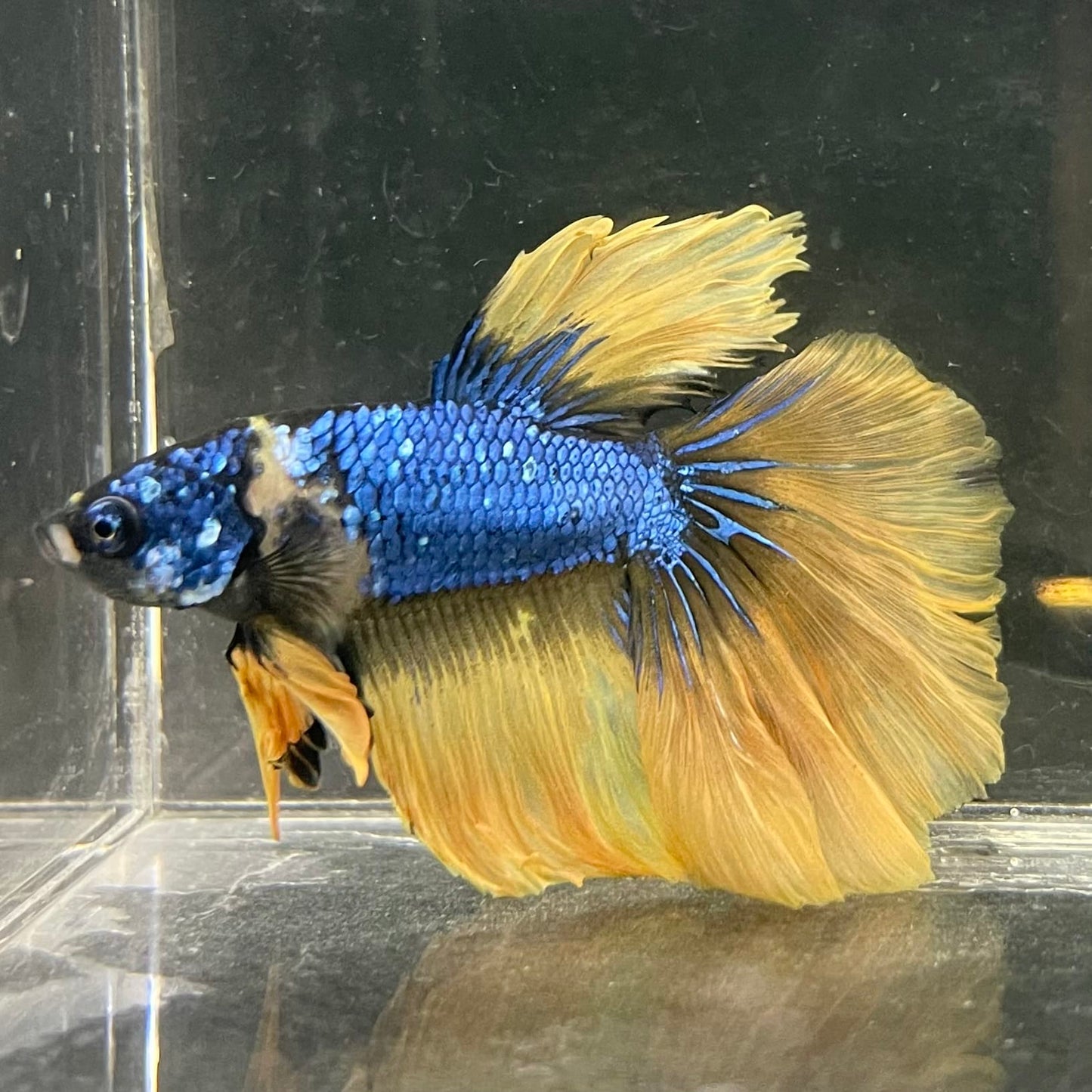 the-fish-farm Male Betta Male Betta - One Only - 8 Choose your favourite Male Betta from The Fish Farm Australia