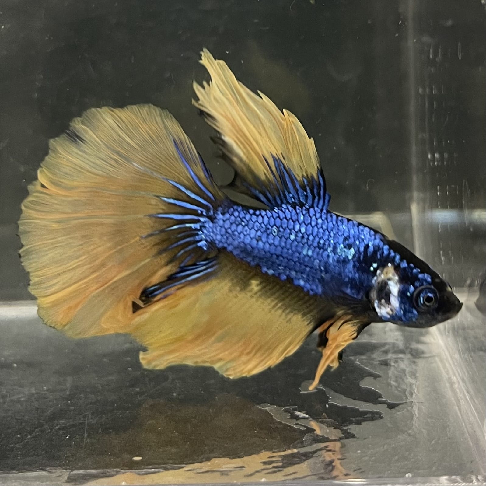 the-fish-farm Male Betta Male Betta - One Only - 8 Choose your favourite Male Betta from The Fish Farm Australia
