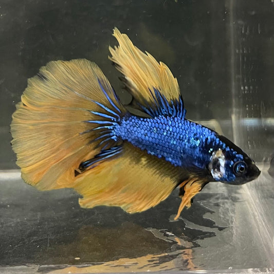 the-fish-farm Male Betta Male Betta - One Only - 8 Choose your favourite Male Betta from The Fish Farm Australia