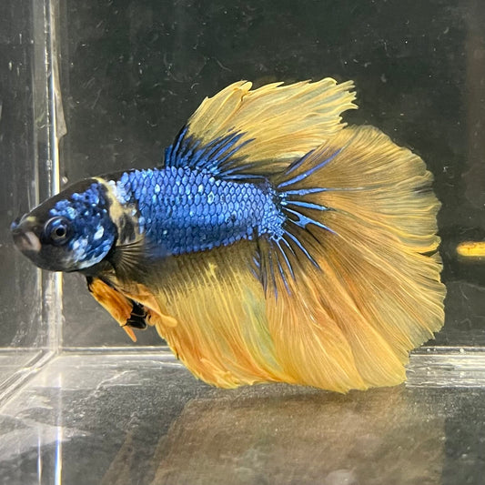 the-fish-farm Male Betta Male Betta - One Only - 8 Choose your favourite Male Betta from The Fish Farm Australia