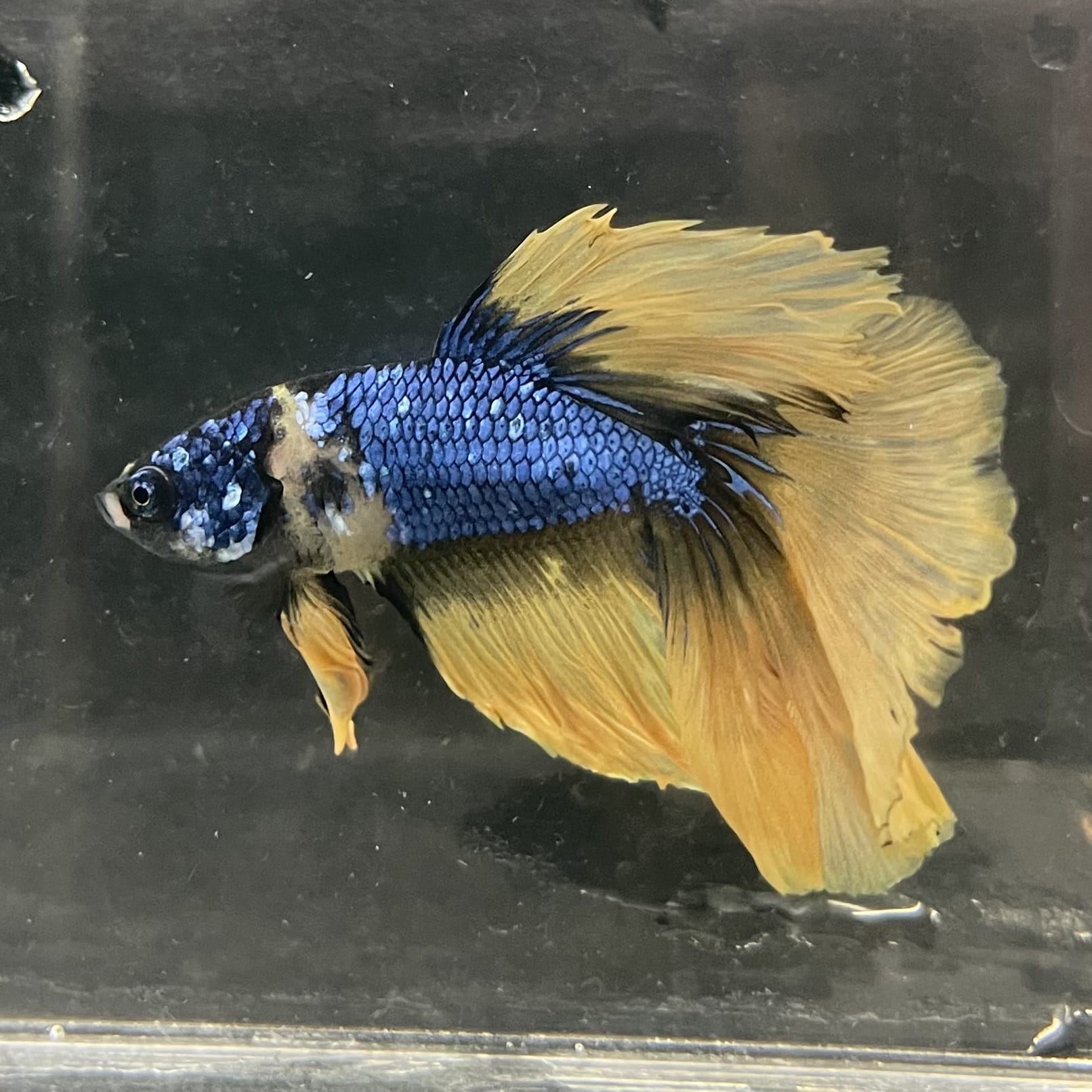 the-fish-farm Male Betta Male Betta - One Only - 8 Choose your favourite Male Betta from The Fish Farm Australia