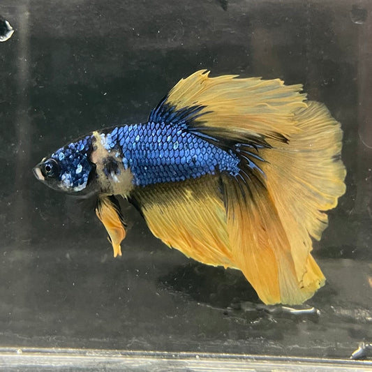 the-fish-farm Male Betta Male Betta - One Only - 8 Choose your favourite Male Betta from The Fish Farm Australia